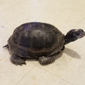 Meet your Posher, Corie